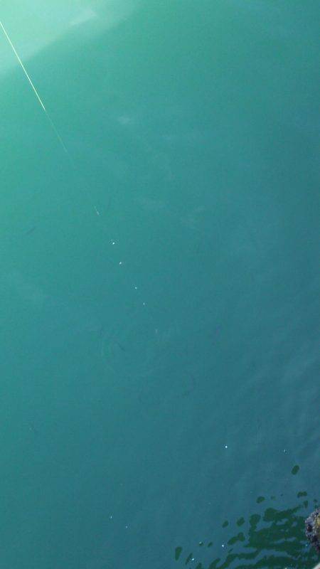 ライトジグサビキでマイワシ、ウルメイワシイレグイ