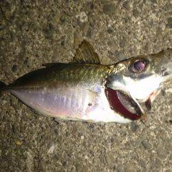 マルアジよりマアジ！