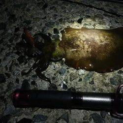 ナイターエギング