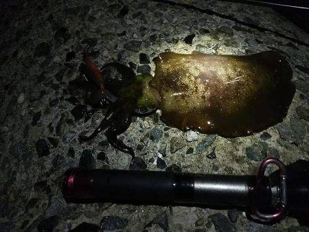 ナイターエギング