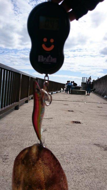 チョコットエギング