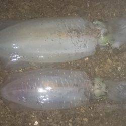 ナイトエギング