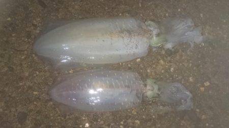 ナイトエギング