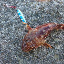 淡路島縦断釣行