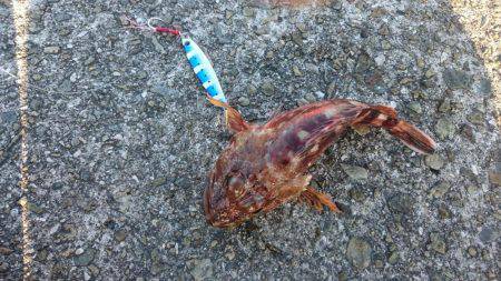 淡路島縦断釣行