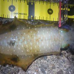 月夜に誘われて