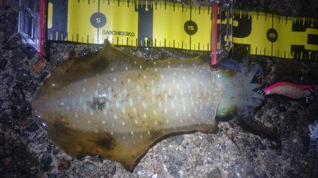 月夜に誘われて