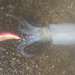 ナイトエギング