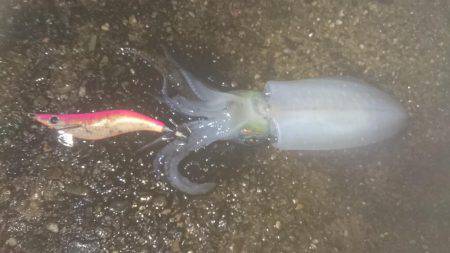 ナイトエギング