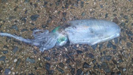 エギンガー多い