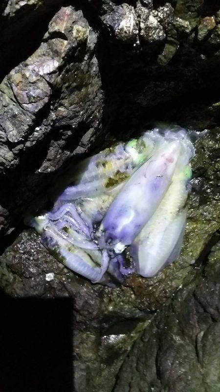 小さいけど釣れました