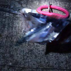 今日もバラシ(T-T)