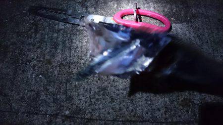 今日もバラシ(T-T)