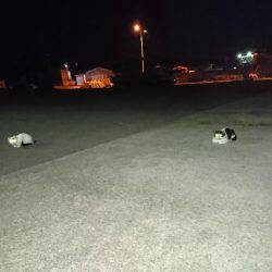 エギングのちアジング