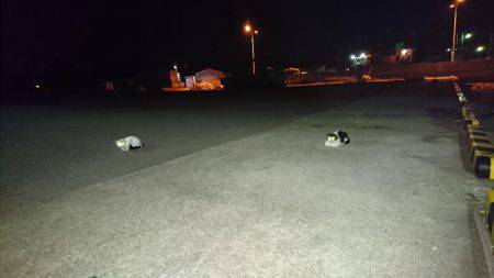 エギングのちアジング