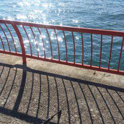 コウイカが釣れました