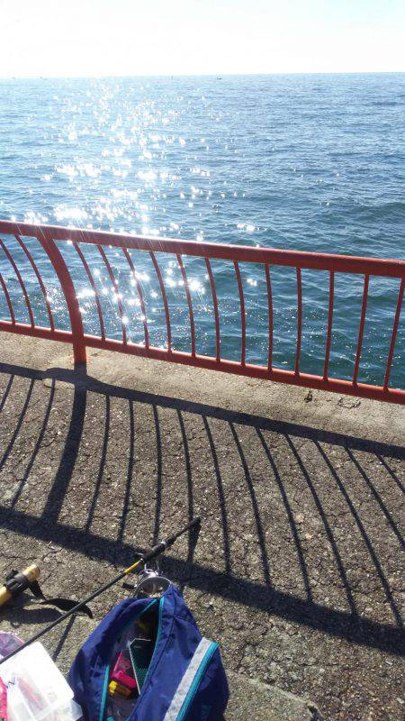 コウイカが釣れました