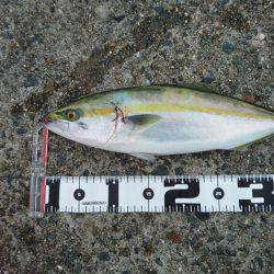 エギング&ライトジギング