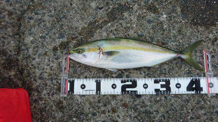 エギング&ライトジギング