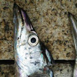 タチウオ、サゴシ