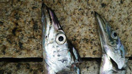 タチウオ、サゴシ