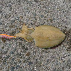 風まぁまぁでもエギング