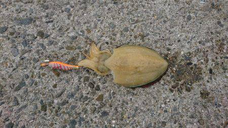 風まぁまぁでもエギング