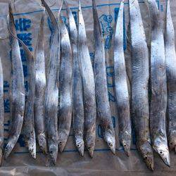 タチウオ行きました