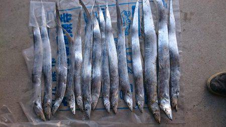 タチウオ行きました