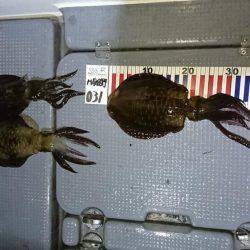 初ボートエギング