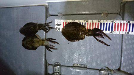 初ボートエギング