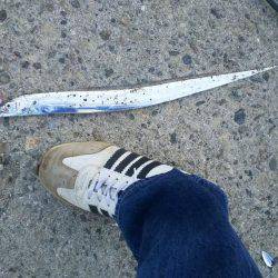 サーベルフィッシュ