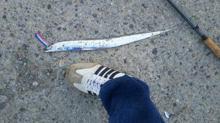 サーベルフィッシュ