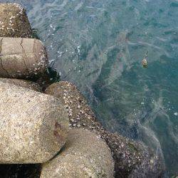 サイトエギング