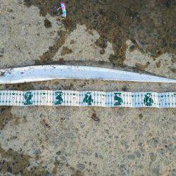 久しぶりの太刀魚！