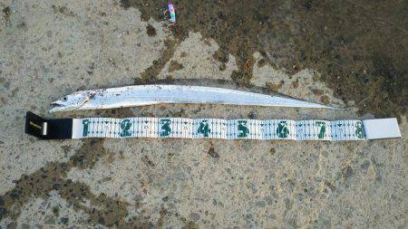 久しぶりの太刀魚！