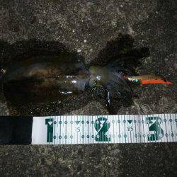 和歌山市内エギング！