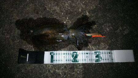 和歌山市内エギング！