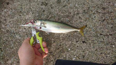 太刀魚×サバ◎