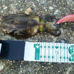 第５回ラブ太平洋串本エギング大会へ