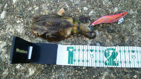 第５回ラブ太平洋串本エギング大会へ