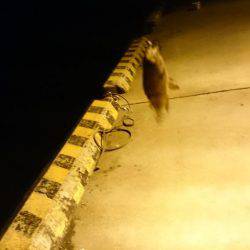 渋いながらもバクチョウ