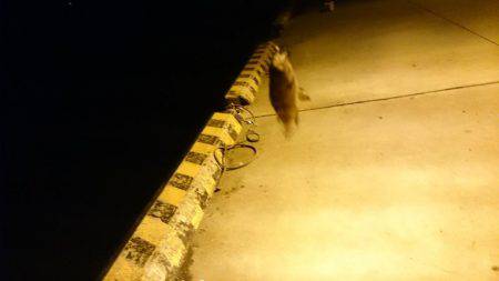 渋いながらもバクチョウ