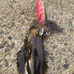 白浦、大曽根、紀伊長島