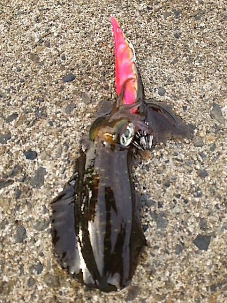 白浦、大曽根、紀伊長島