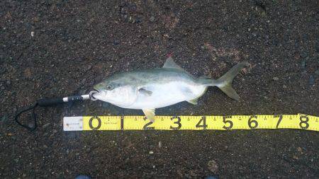 トップでイナダ