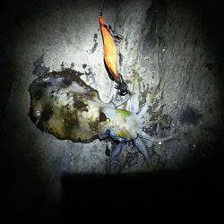 ショアジギング撃沈 エギングも渋いけども・・・