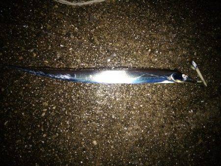 大蔵海岸でタチウオワインド