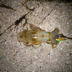 大蔵海岸でアオリイカの新子&サヨリ