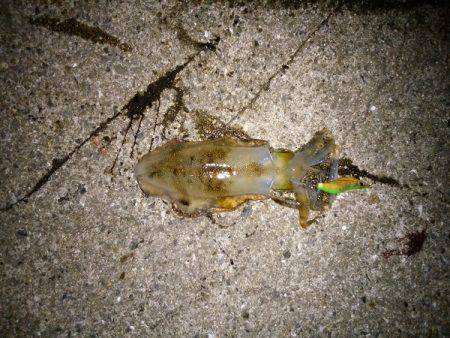 大蔵海岸でアオリイカの新子&サヨリ